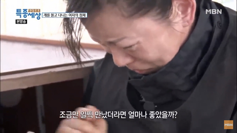 당신이 버린 강아지는 어떻게 되었을까 | 인스티즈