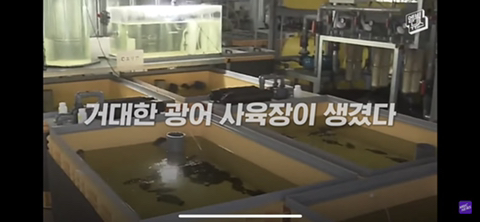 방사능 오염수에서 자란 맛 좋은 일본 광어 | 인스티즈