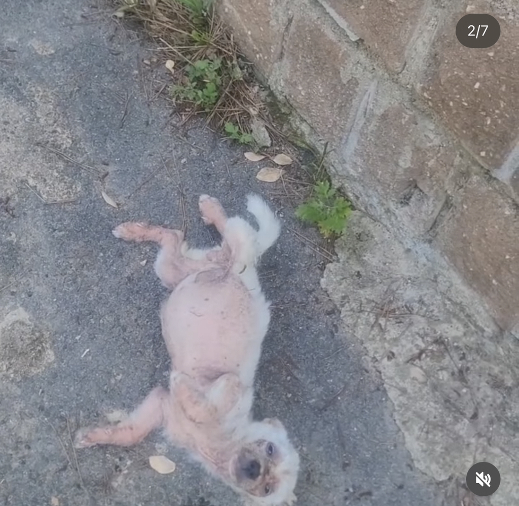 기적에 기적이 이어진 강아지 요미의 이야기 | 인스티즈