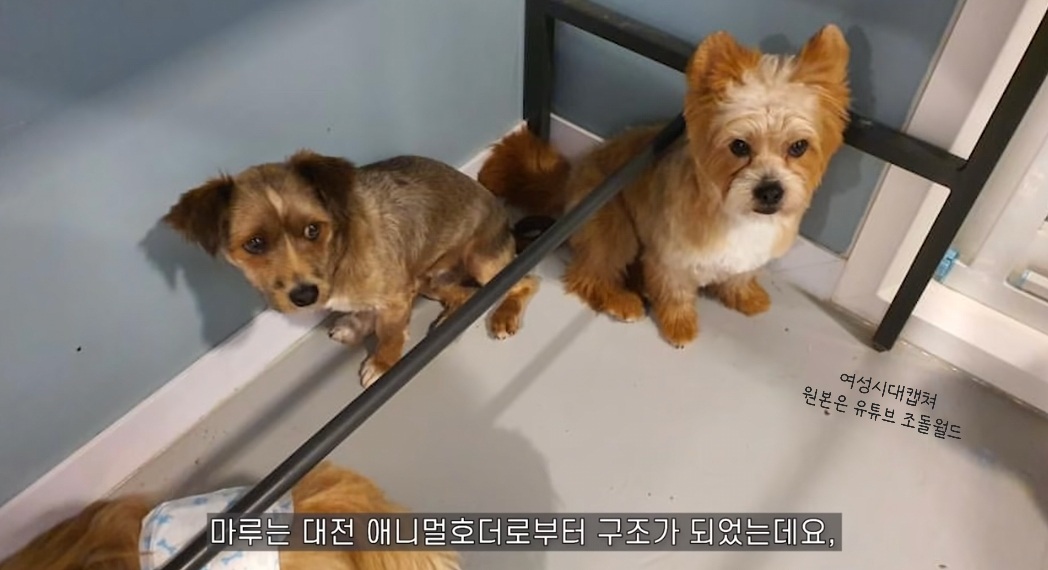 유기견 입양전후 변화. 겁많은 강아지의 100일간 브이로그 | 인스티즈