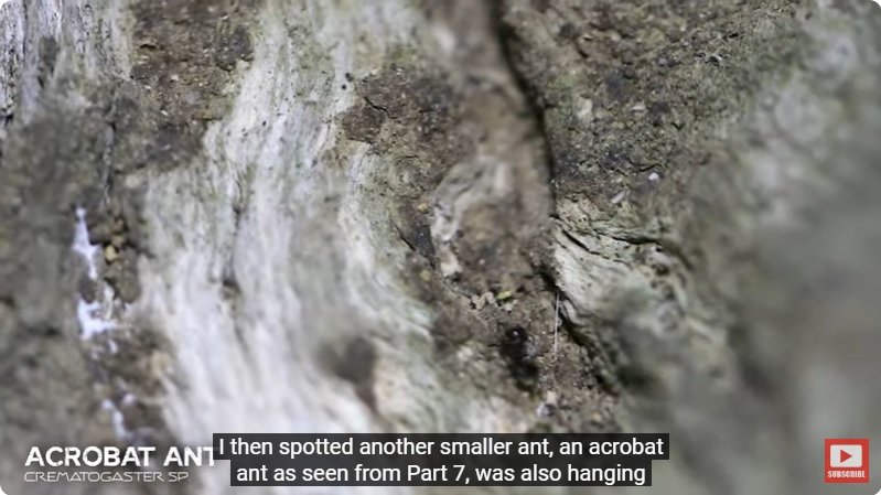 거대한 수조에 열대우림 환경을 조성해놓으면 생기는 일 - 4 | 인스티즈