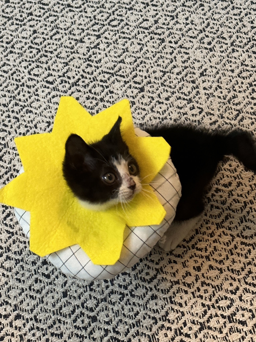 집안 가득 꺄악 소리 울려퍼짐 | 인스티즈