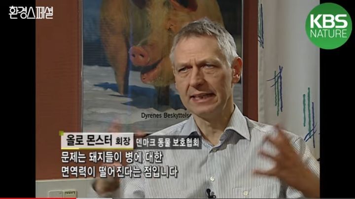 태어나자마자 바쁜 아기 돼지 (혐오주의) | 인스티즈