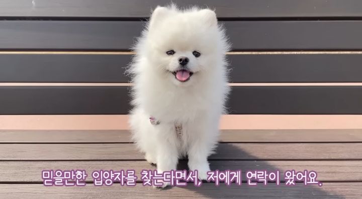 강아지가 두번이나 파양된 충격적인 이유.jpg | 인스티즈