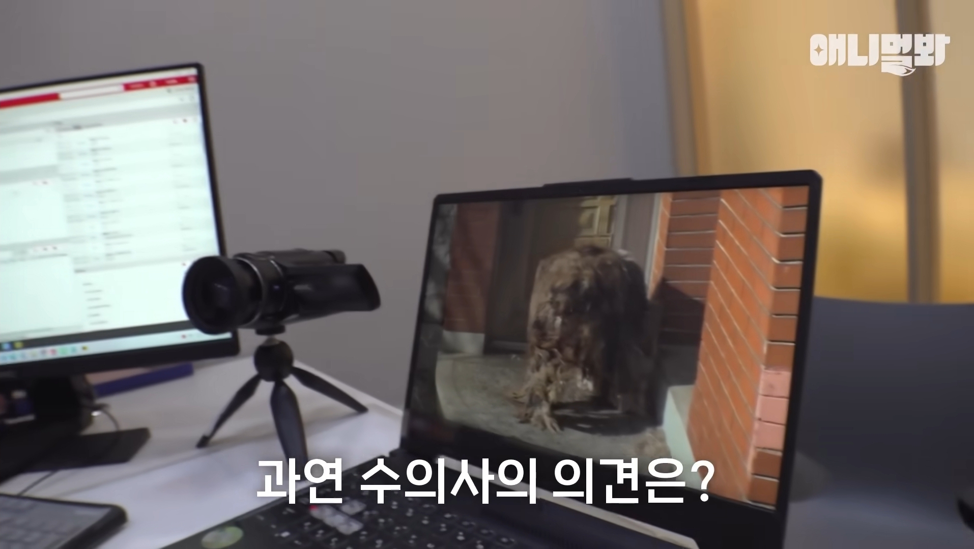 털로 뒤덮여서 걷지도 못하는데 케어한 거라는 견주 | 인스티즈
