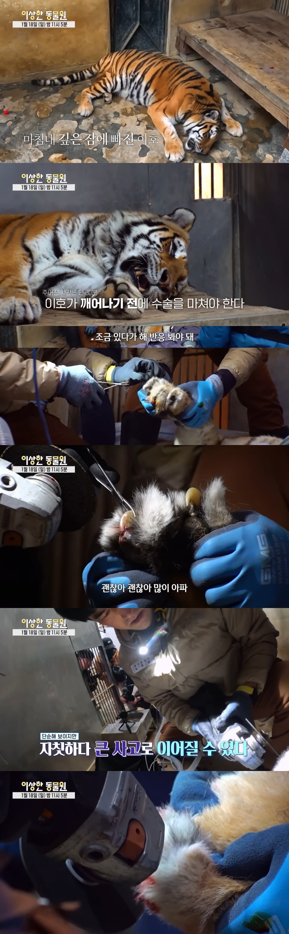 호랑이 내성 발톱 치료를 위해 목숨까지 거는 수의사 | 인스티즈