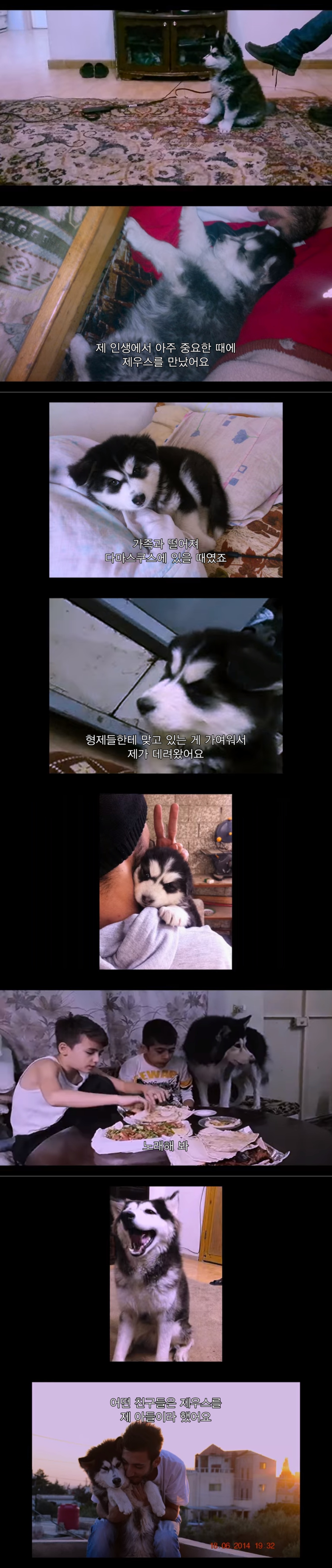 전쟁때문에 독일로 온 난민이라 시리아에 두고 온 내 강아지를 구조하려는데 갑자기 연락이 안된다 | 인스티즈