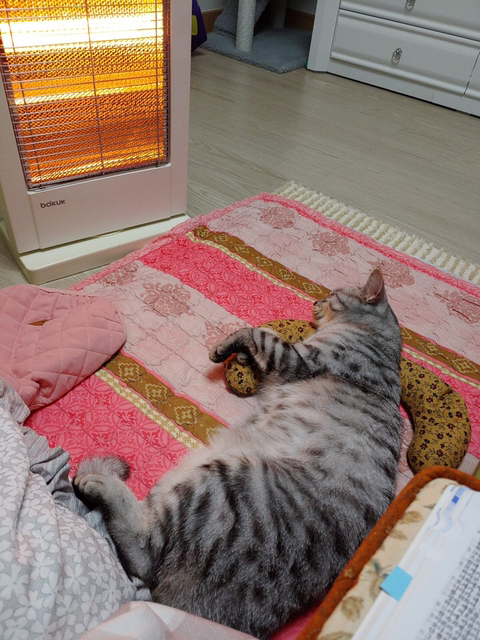 난로 앞 고양이 | 인스티즈