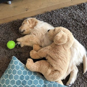 애착인형을 너무나도 좋아하는 댕댕이래... | 인스티즈
