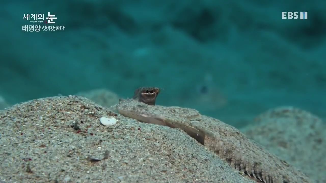 정말 흥미로운 과학자들이 12년만에 밝혀낸 바다속 신비한 문양의 비밀.jpgif | 인스티즈