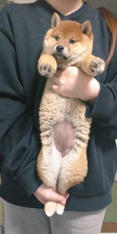 강아지랑 고양이 스트레칭 시켰는데 | 인스티즈