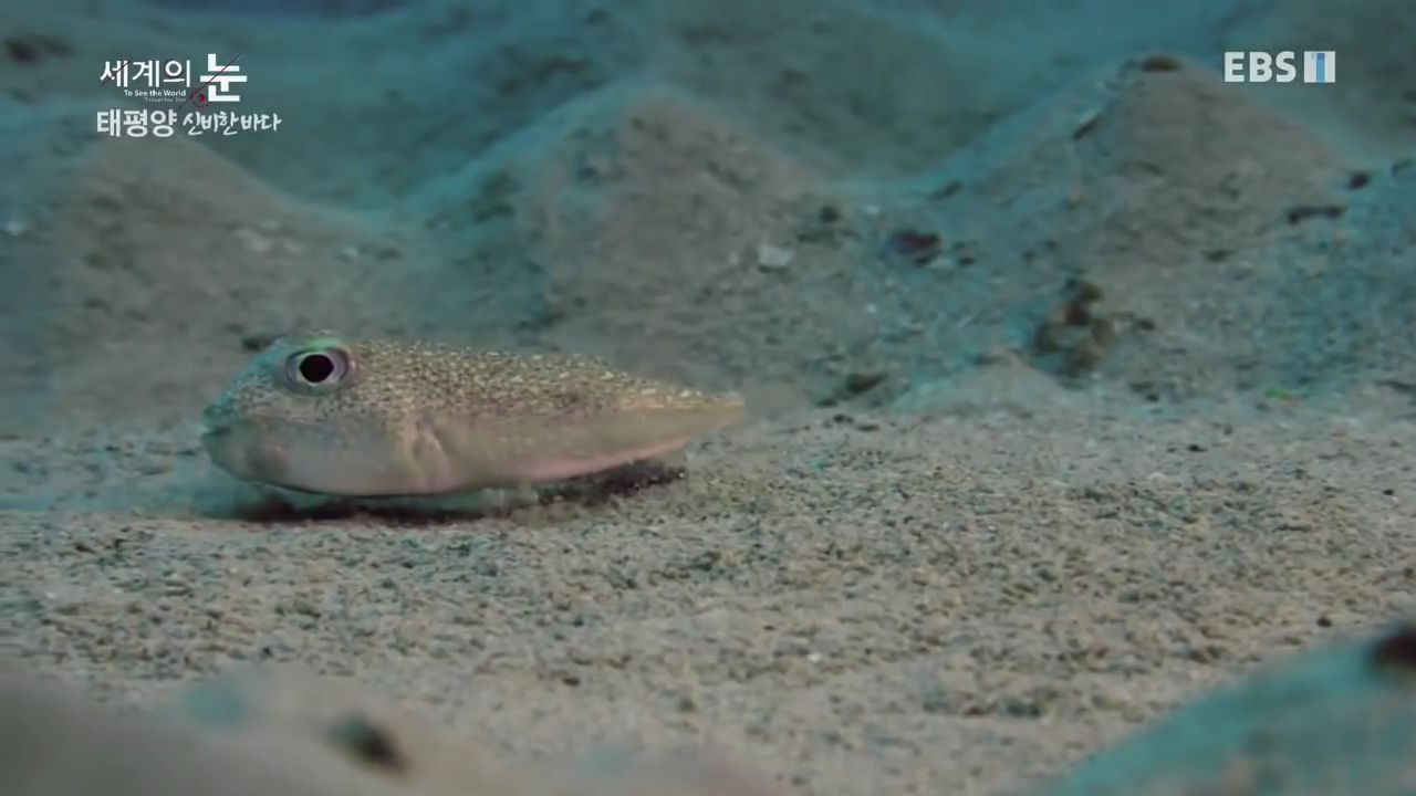 정말 흥미로운 과학자들이 12년만에 밝혀낸 바다속 신비한 문양의 비밀.jpgif | 인스티즈