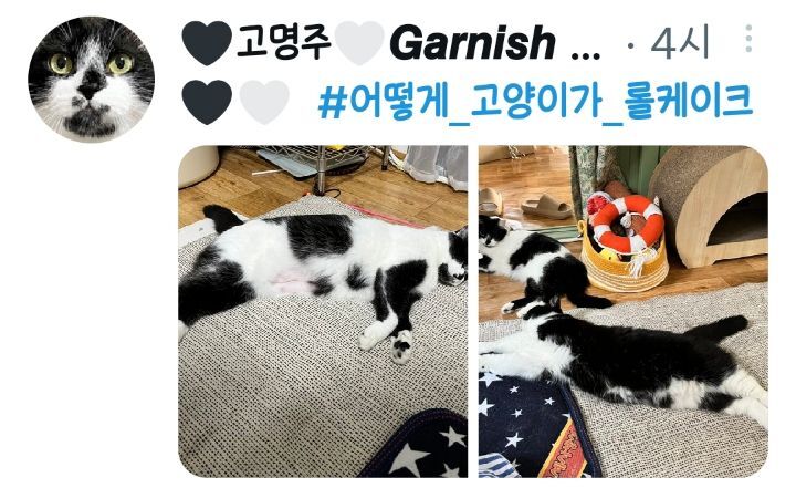 전국 젖소고양이 집합중인 트위터 | 인스티즈