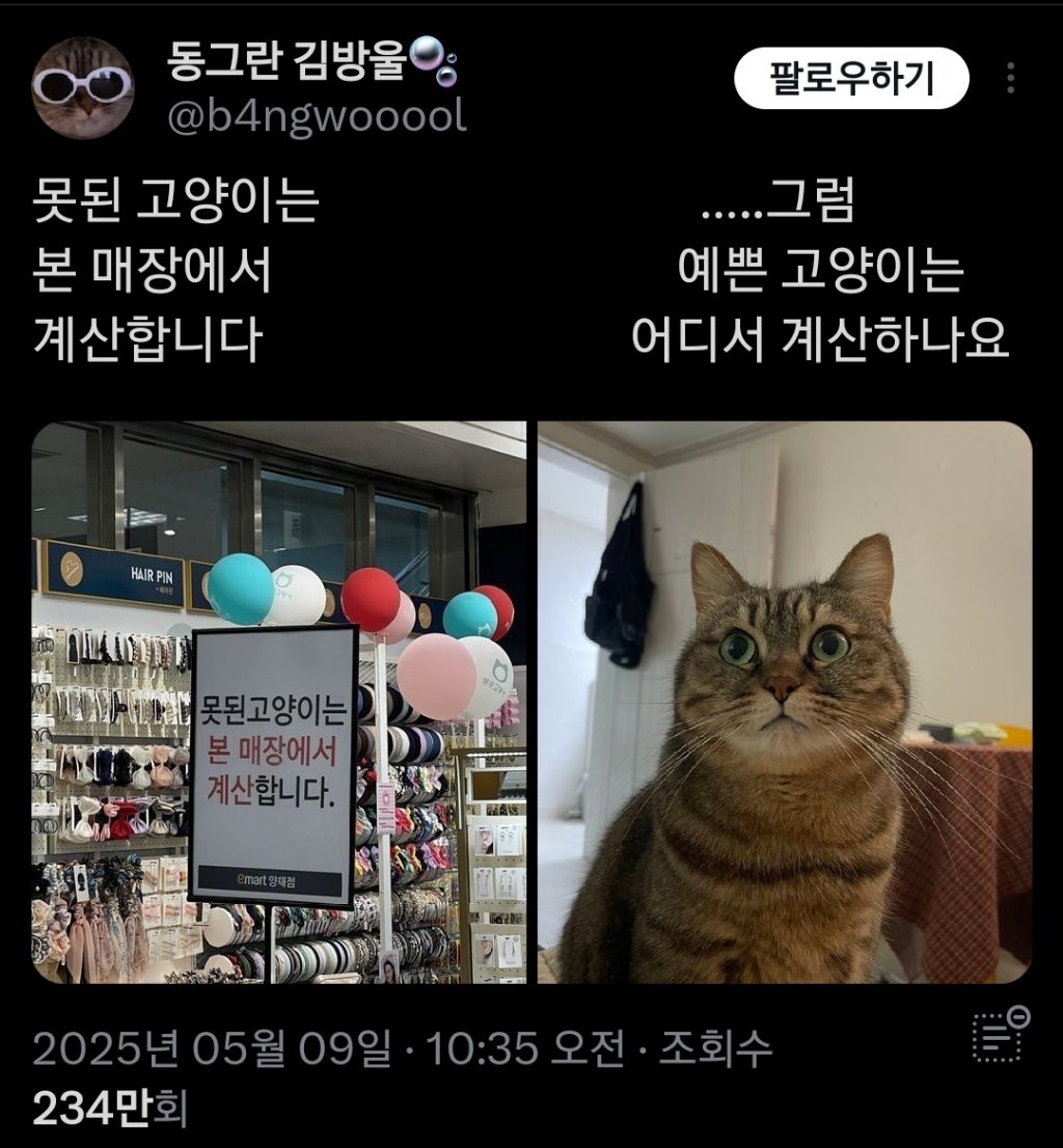 못된고양이 이미지