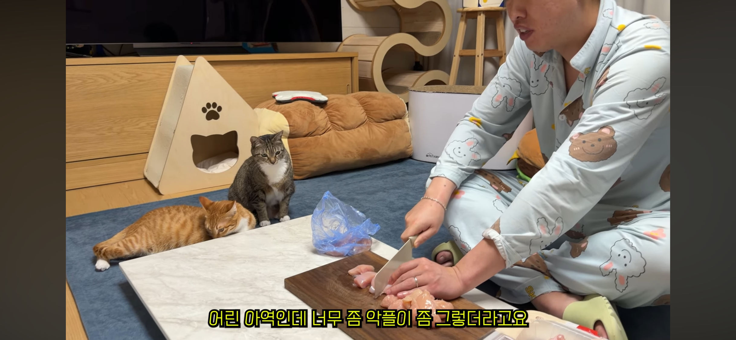 칠복이(0살 고양이)를 향한 악플 경고하는 언더월드 | 인스티즈