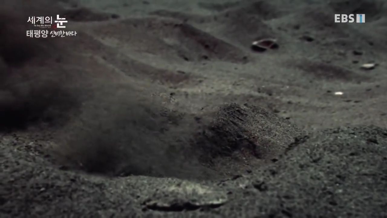 정말 흥미로운 과학자들이 12년만에 밝혀낸 바다속 신비한 문양의 비밀.jpgif | 인스티즈