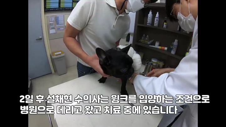 교통사고난 유기견 입양한 설채현 수의사 그리고 윙크 근황😉 | 인스티즈