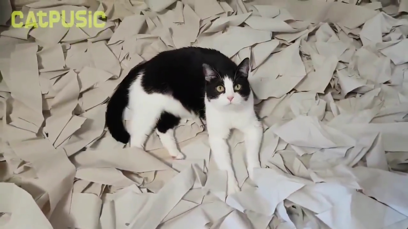 최애가 휴지인 고양이에게 '휴지방'을 선물하다! | 인스티즈