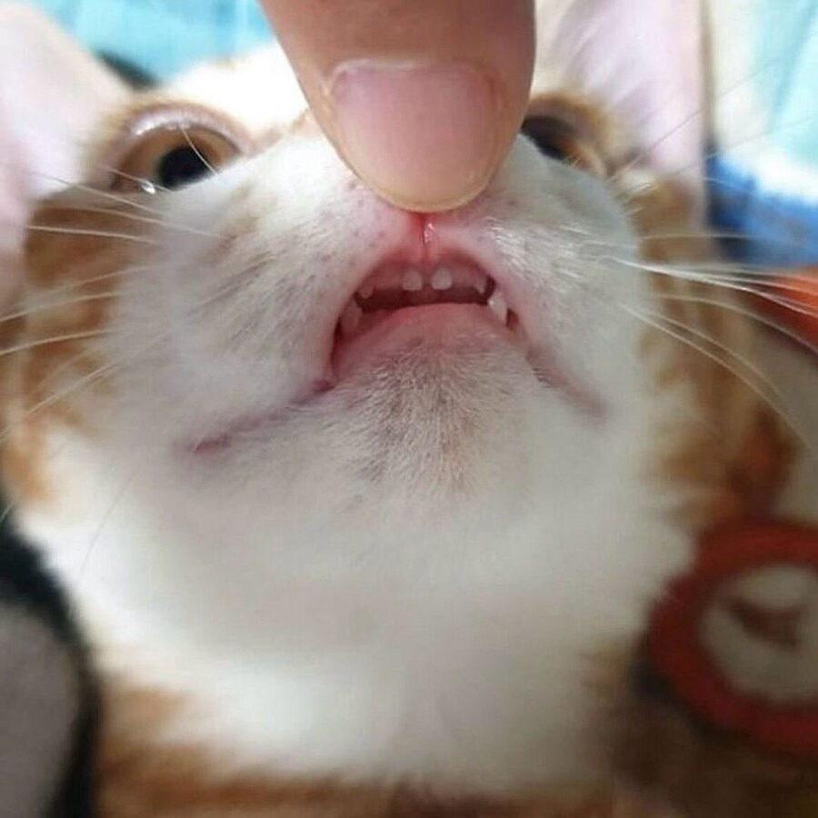 난 우울할 때 고양이 앞니를 봐🐱🦷 | 인스티즈