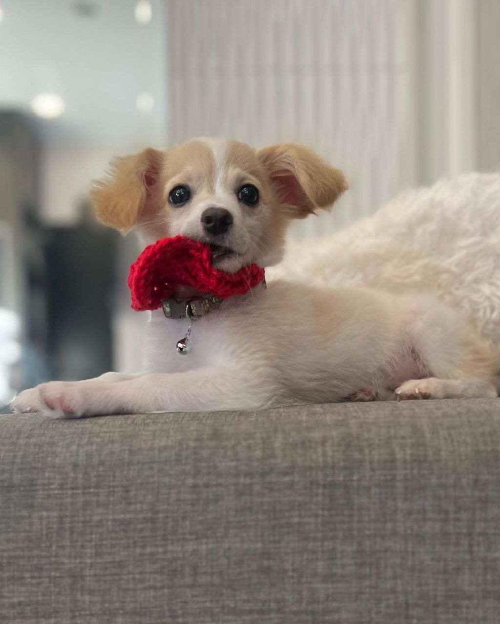 동물 구호 단체에서 유기견 입양한 행맨 | 인스티즈