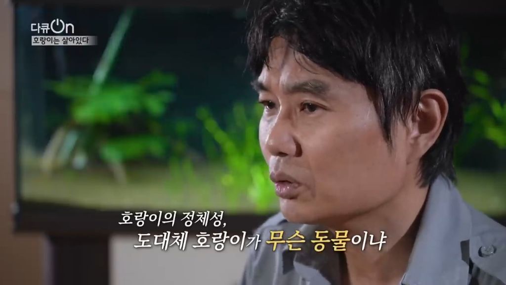 '절멸'의 '한국 호랑이'. 🐅 그 100년간의 이야기. -마지막- | 인스티즈