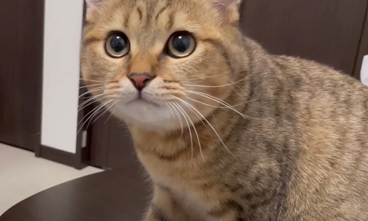 X 모양 과자를 먹는 주인을 본 고양이 | 인스티즈
