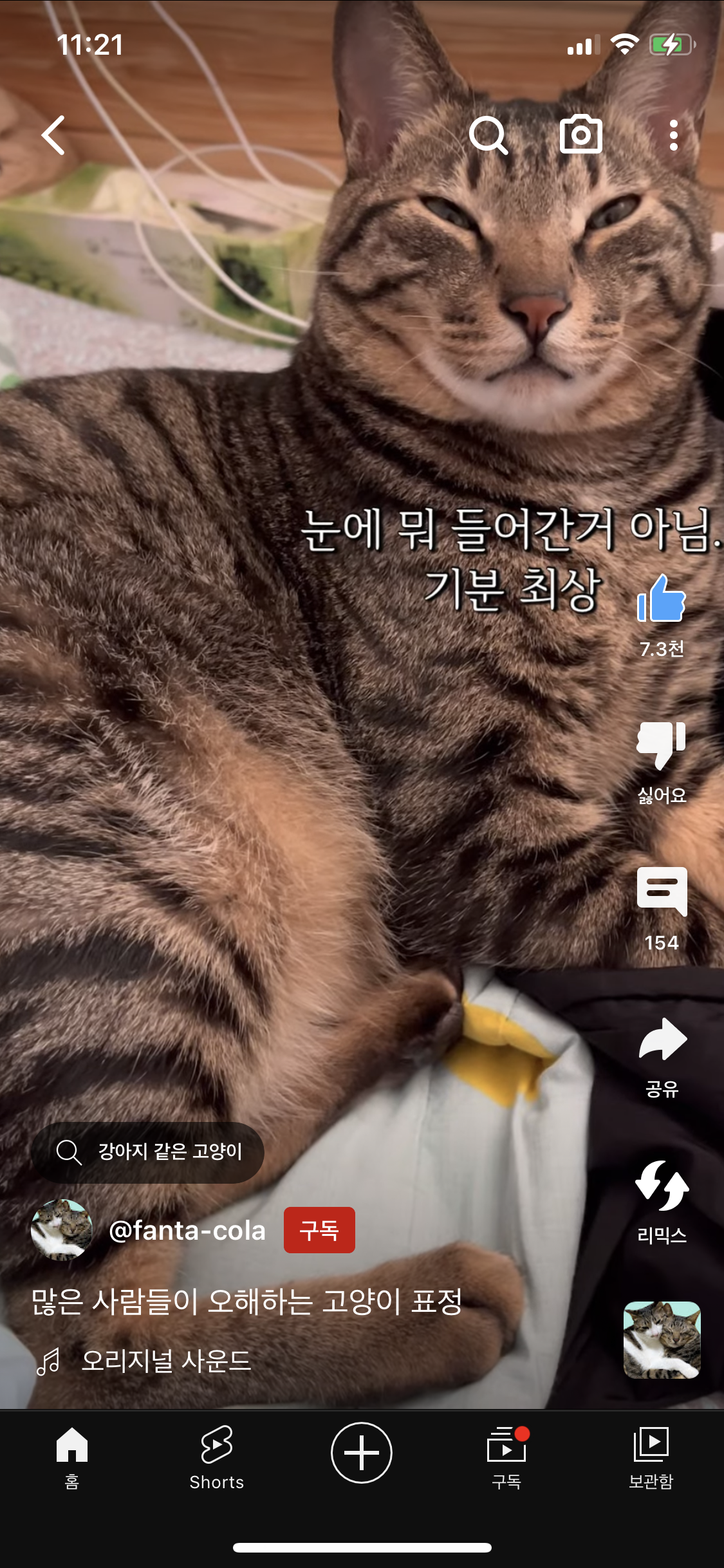 많운 사람들이 오해하는 고양이 표정 | 인스티즈