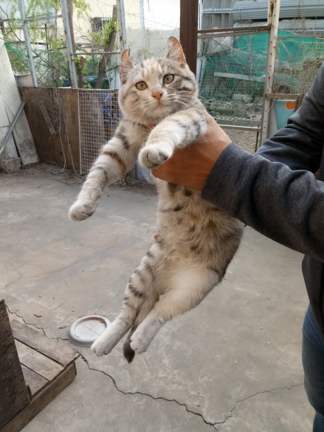 귀가 진짜 토끼같은 트위터 고양이.jpg | 인스티즈