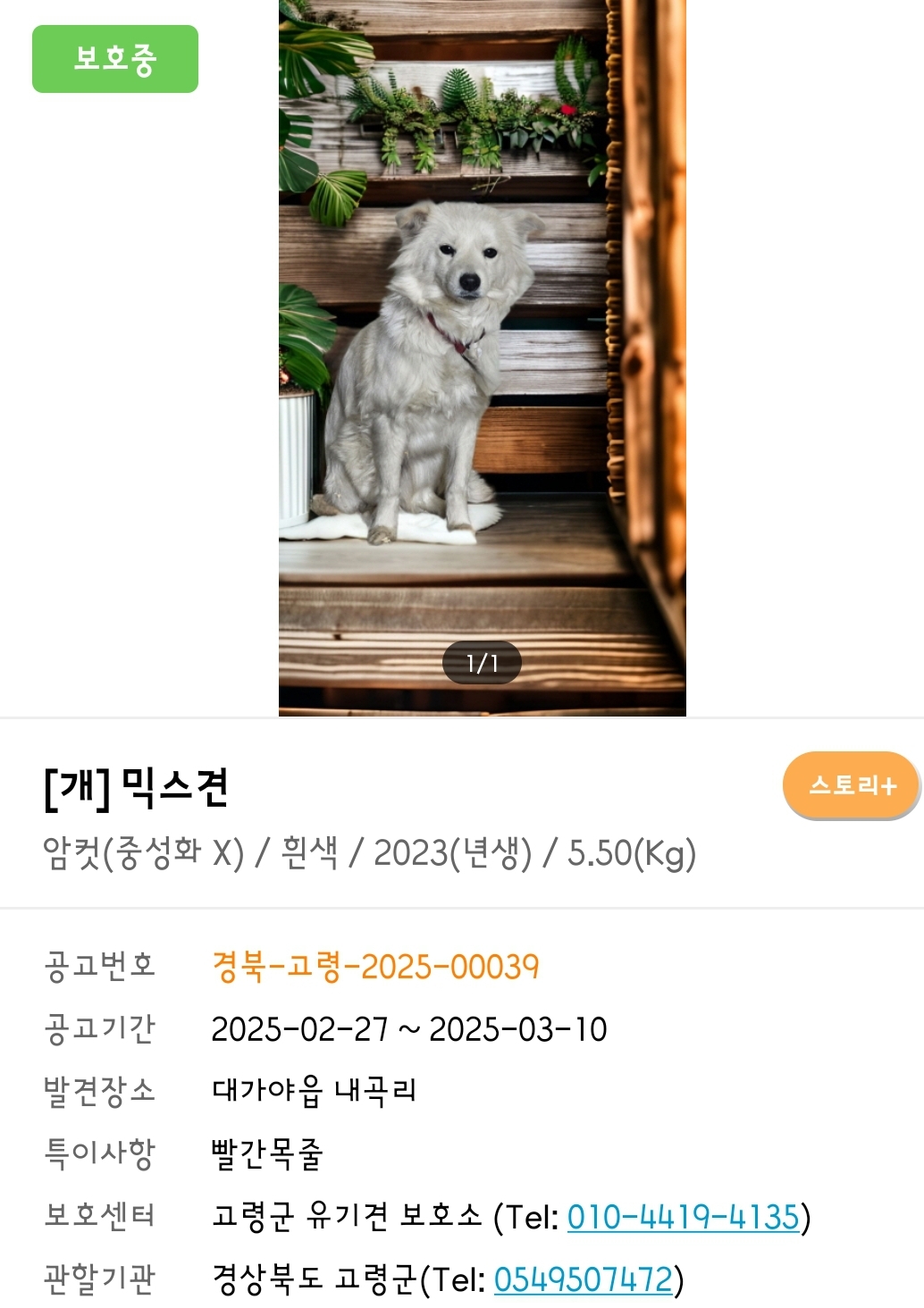 입양홍보) 사람을 넘넘 좋아하는 가나디🐶 | 인스티즈