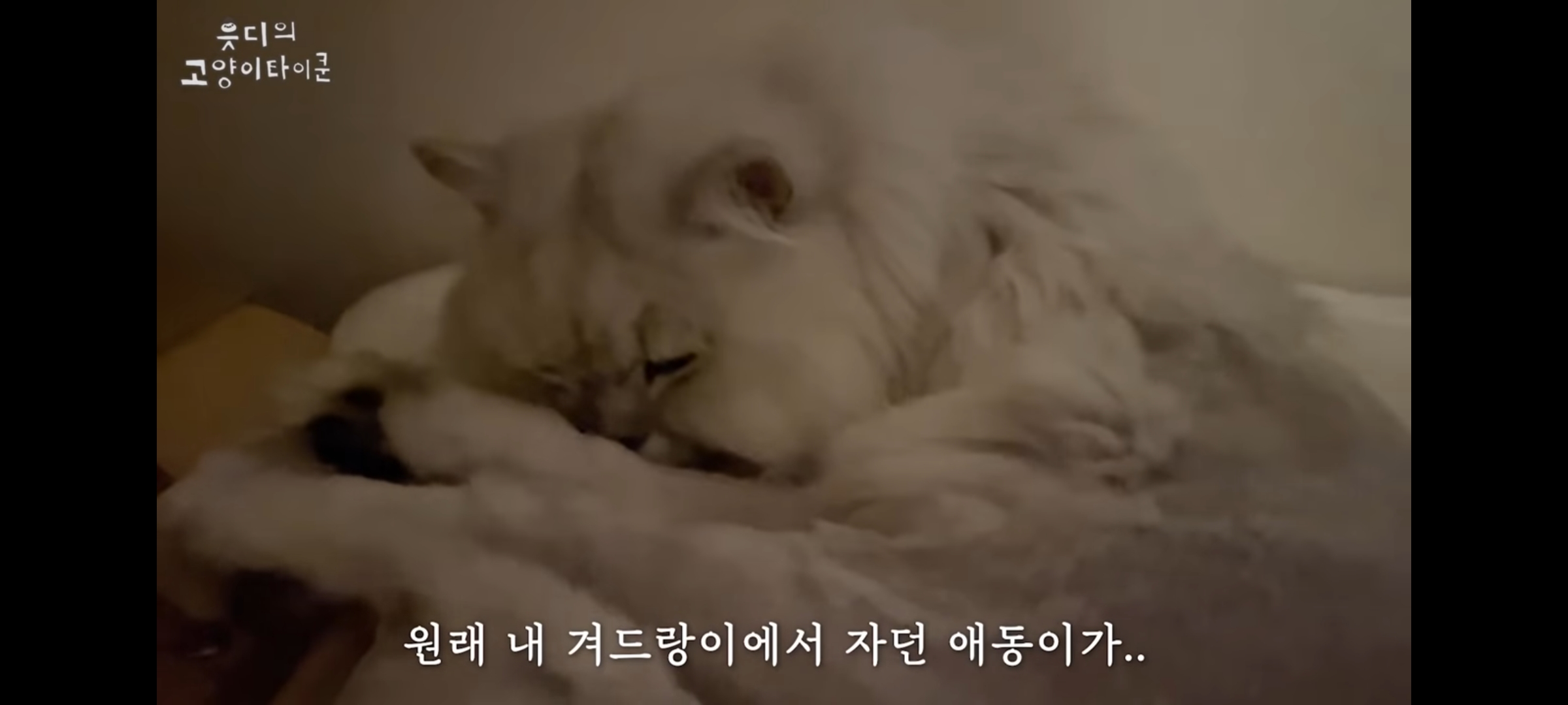 cctv보고 오열😭 응가실수하고 혼자 치우려는 고양이 | 인스티즈