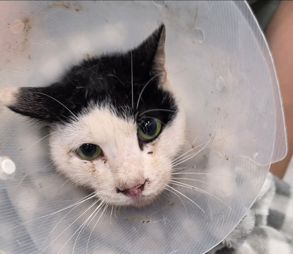 나무에 묶인 고양이 | 인스티즈