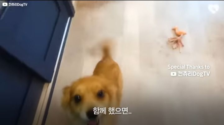 운전하다 댕줍하신 어느 운전자분 사연...ㅠㅠ | 인스티즈