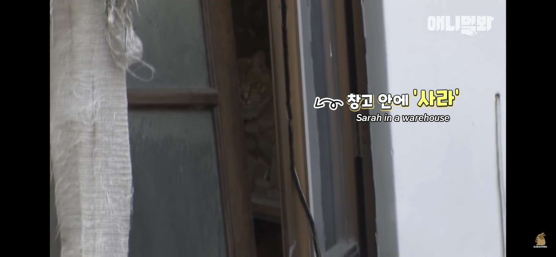 길고양이 목에 쪽지를 달자 생긴 영화같은 일 | 인스티즈