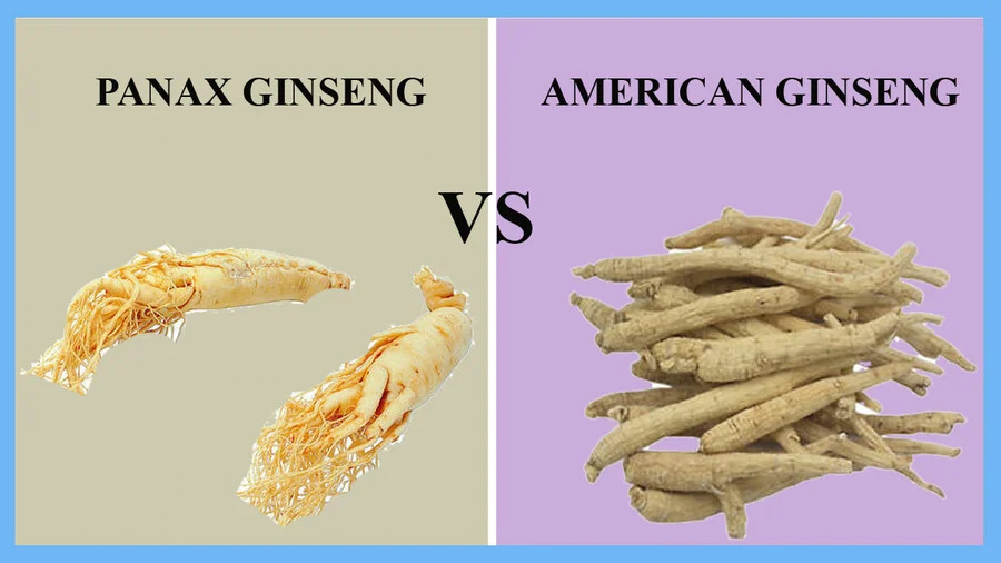 고려인삼과 미국삼의 차이를 알아보자 | 인스티즈