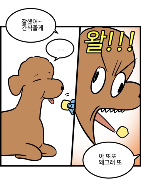 푸들의 우다다가 끝나는 시기.jpg | 인스티즈