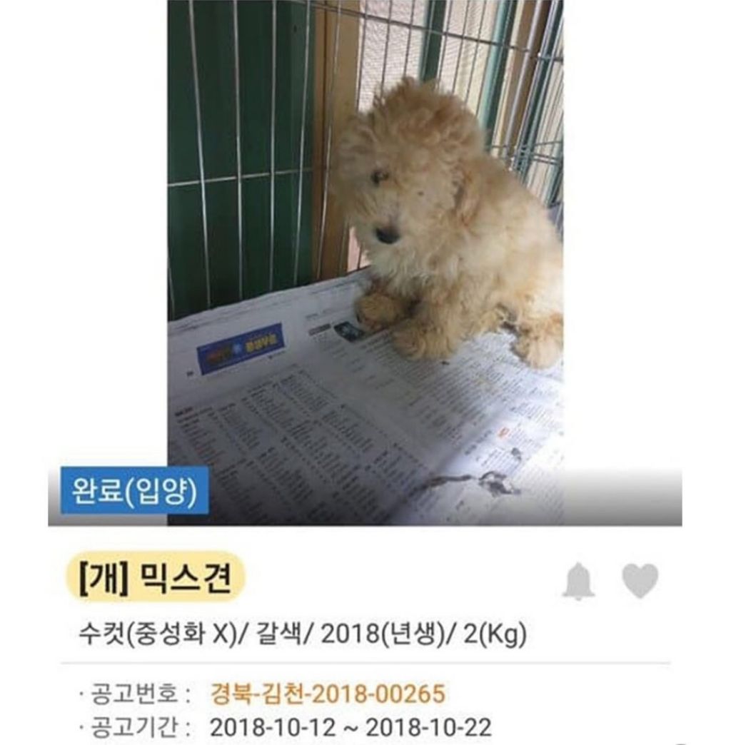 댕댕이 입양 전,후 사진 | 인스티즈