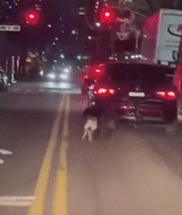 "차에서 똥 쌀까 봐"…트렁크에 개 두 마리 묶고 달린 운전자 | 인스티즈