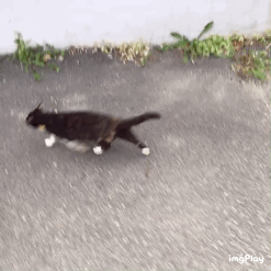 나 약간 피리부는 사나이...?🐈🐈🐈 | 인스티즈