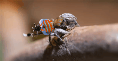 공작거미 암컷, 수컷이 춤 못추면 잡아먹는다 | 인스티즈