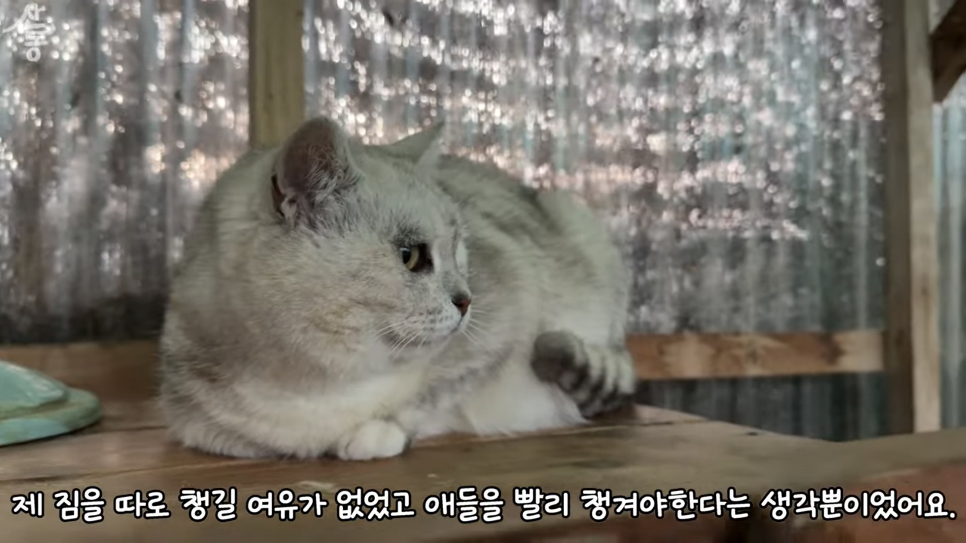 산불때문에 고양이 16마리와 대피한 유튜버 | 인스티즈