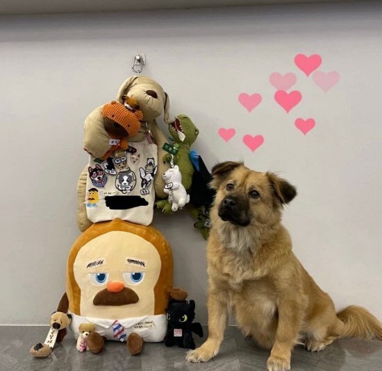 펫샵 NO! 유기견 입양한 연예인들 | 인스티즈