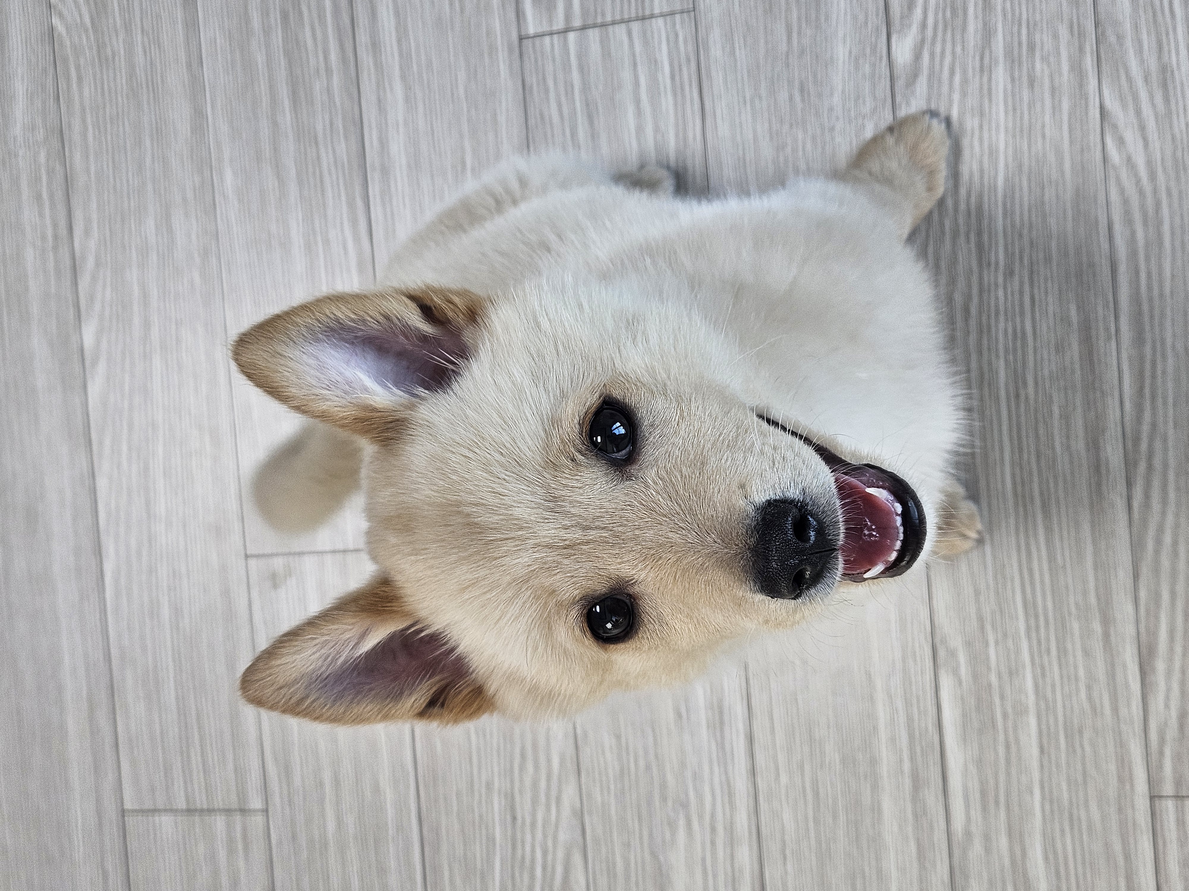 우리집 댕댕이 자랑 한번 해도 될까용? | 인스티즈