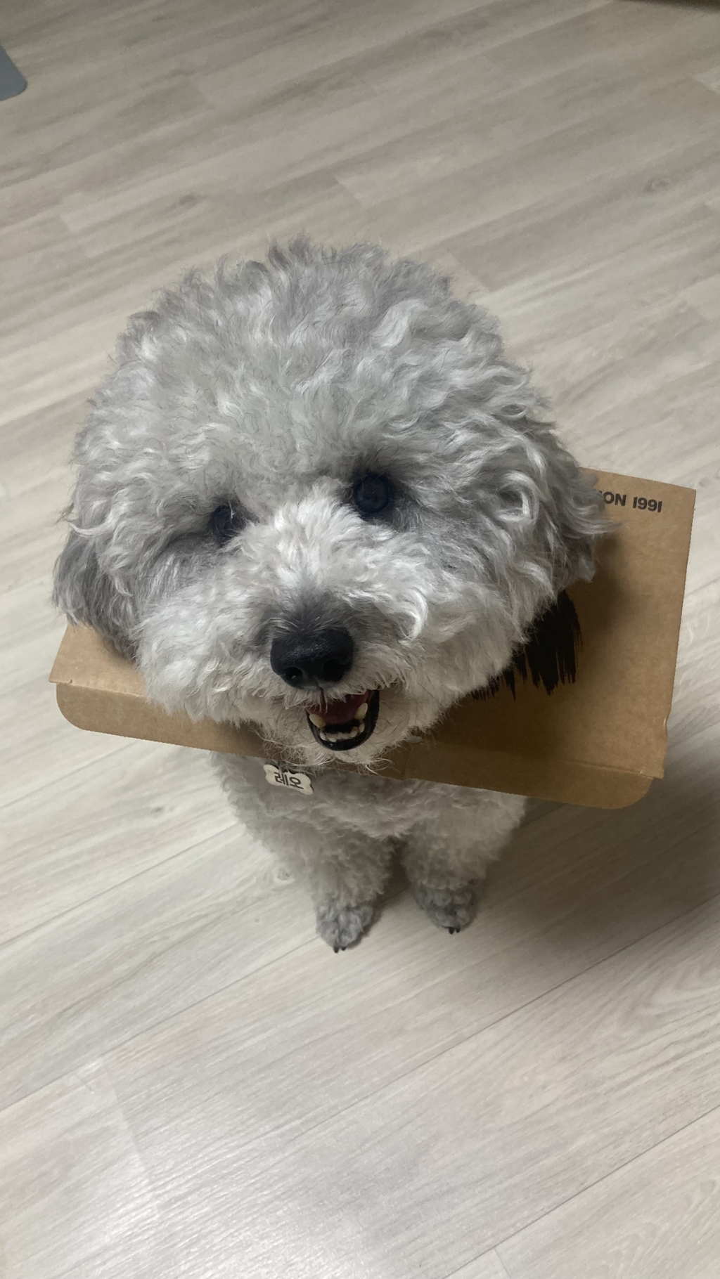 흙수저 강아지의 치킨냄새나는 넥카라... feat. 춘향 강아지 | 인스티즈