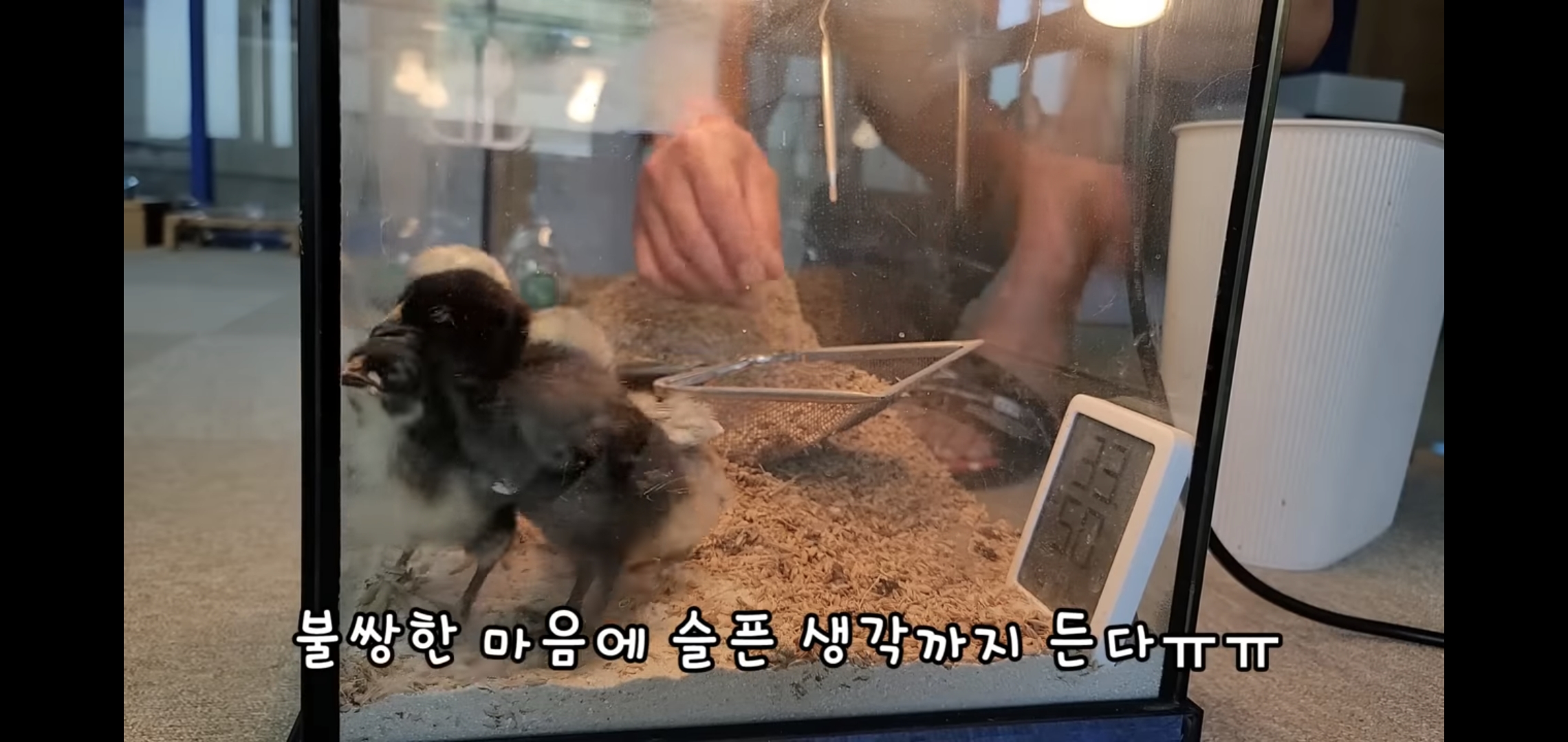 오늘자 폭력적이고 불쌍한 영상 올린 유튜버 매탈남.jpg | 인스티즈
