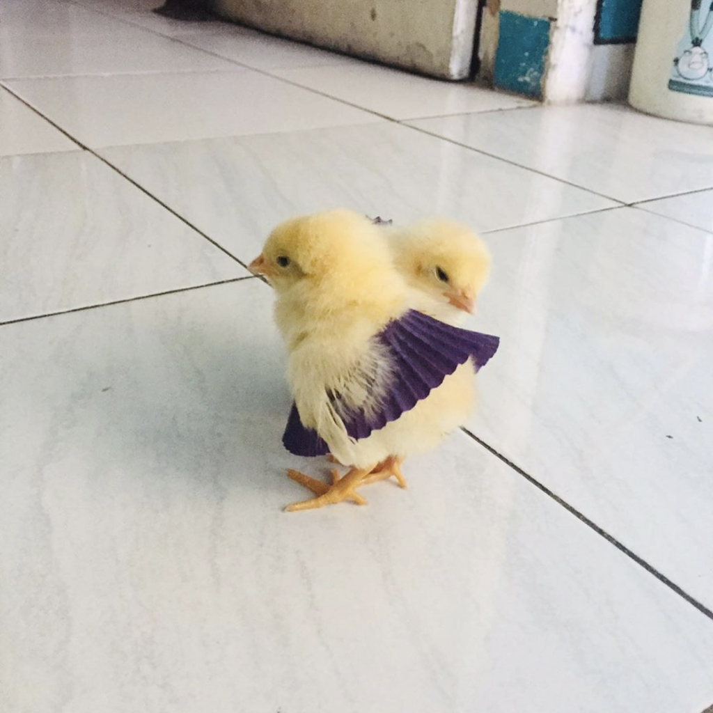 에그타르트를 반드시 냉장보관해야 하는 이유 | 인스티즈