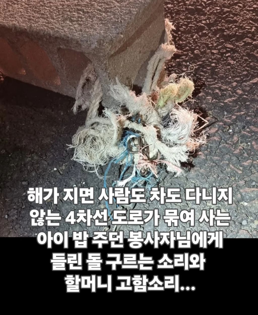 잡아먹히기 직전 동물보호가에게 달려간 백구 | 인스티즈