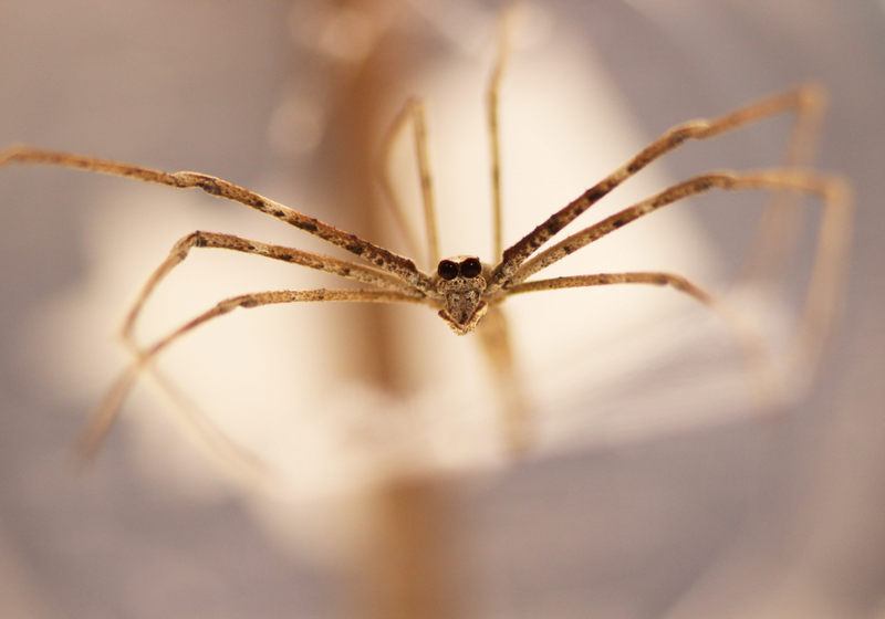 신기한 거미들 | 인스티즈