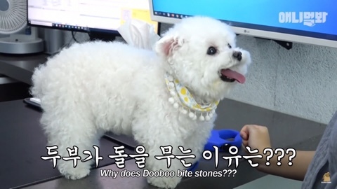돌멩이를 물고 다니는 강아지 | 인스티즈