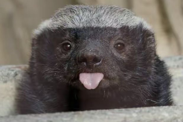 분노조절안되는 미친동물 벌꿀오소리를 알아보자! (제법 귀여움 주의) | 인스티즈