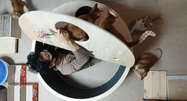 해괴한 고양이 장난감을 만들어낸 오늘자 매탈남.. jpg | 인스티즈